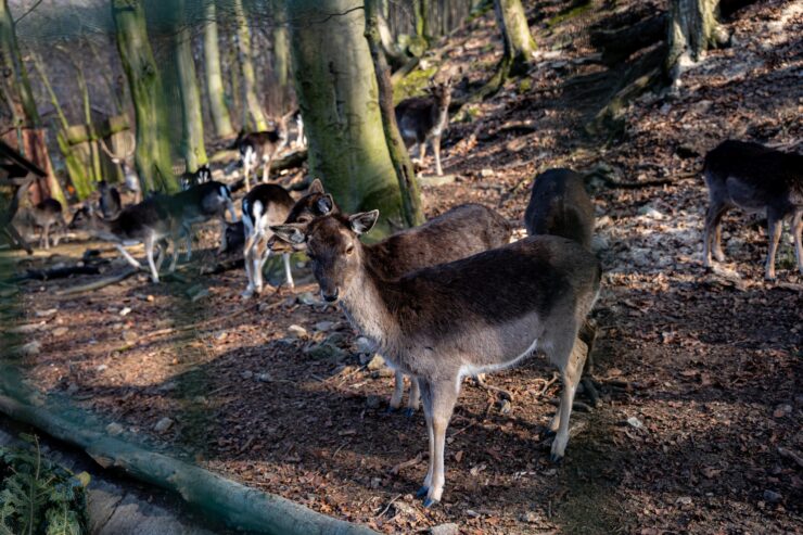 zoo Košice