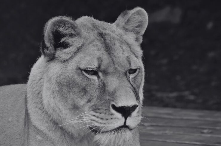 zoo levica