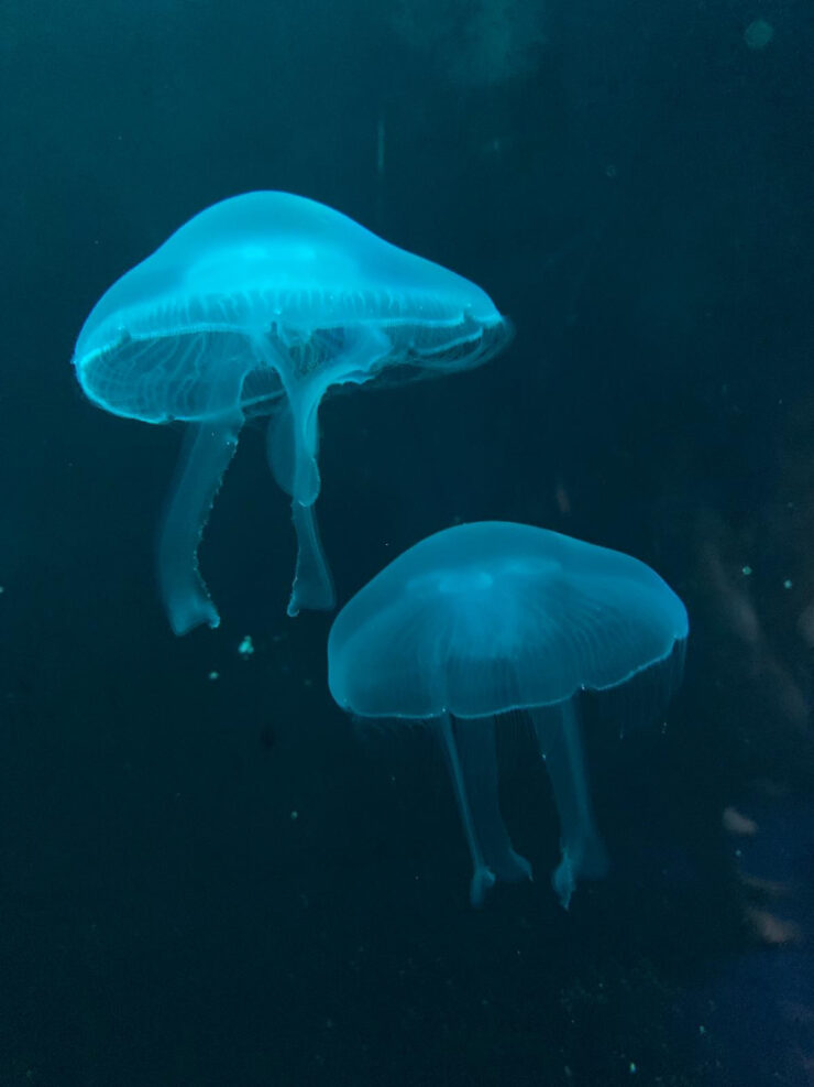 Tropicarium a Oceanarium v Budapešti. Foto_L. Radzová