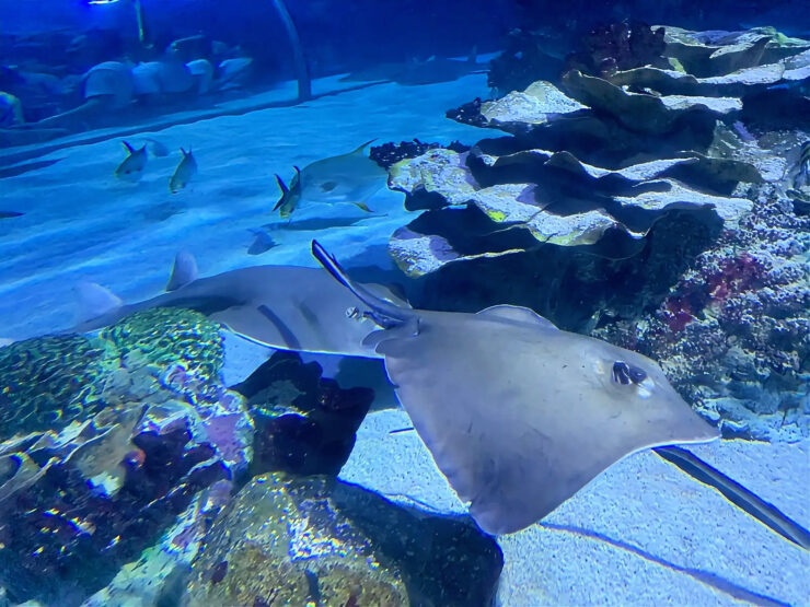 Tropicarium a Oceanarium v Budapešti. Foto_L. Radzová