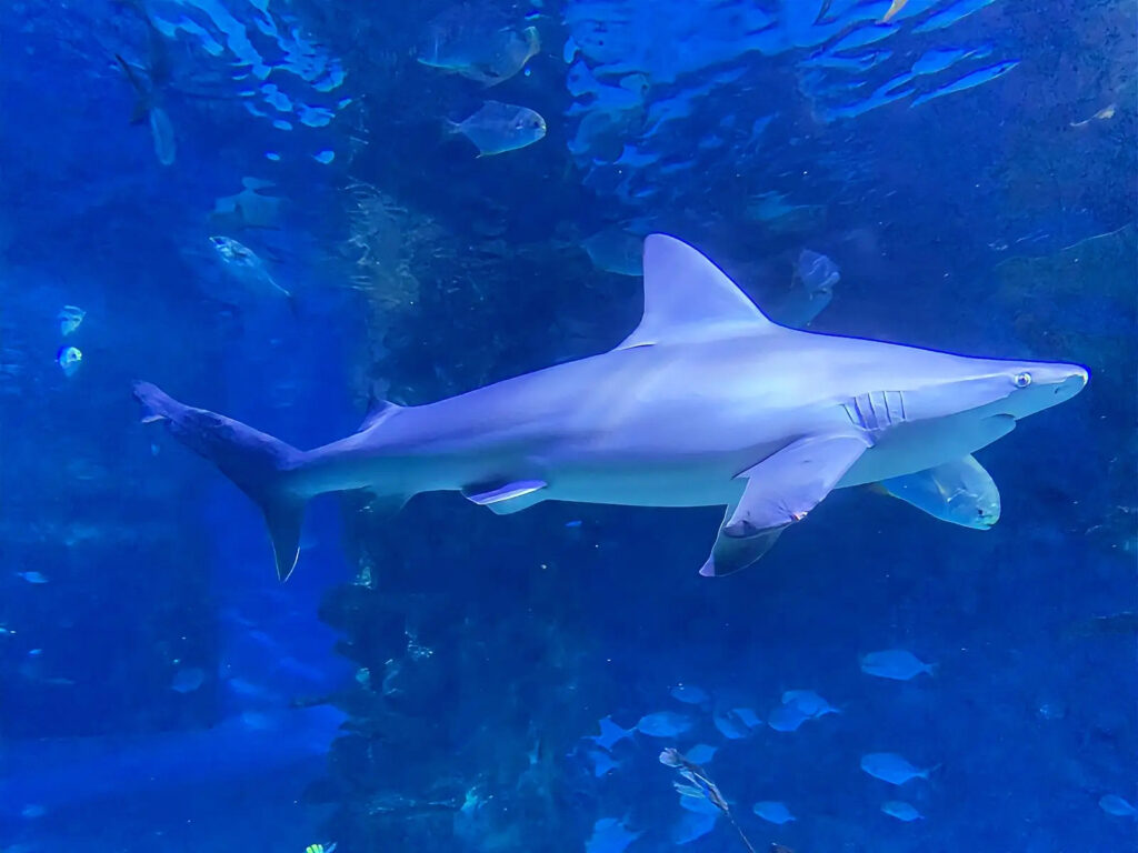 Tropicarium a Oceanarium v Budapešti. Foto_L. Radzová